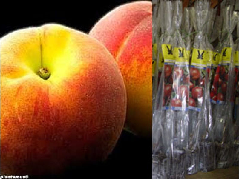 Tiene una gran cantidad de variedades que se diferencian por la textura de la piel y la consistencia de la pulpa.  El melocotón de piel aterciopelada y carne dura es la pavía, si la carne es blanda y la piel presenta pelillos es un melocotón.  Las nectarinas o bruñones o griñones son melocotones con la piel lisa y hueso adherente en el caso del bruñón y hueso libre en el caso de la nectarina. Sin embargo las variedades americanas están desplazando a las autóctonas y ahora son más frecuentes las 